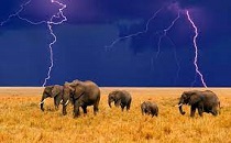 Thunderstorm Safari